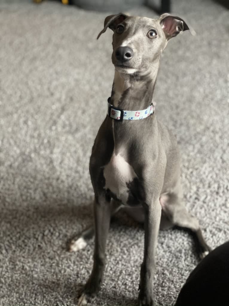 Alfred, an Italian Greyhound tested with EmbarkVet.com