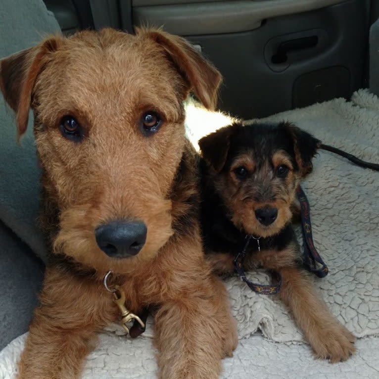 Sasha, an Airedale Terrier tested with EmbarkVet.com