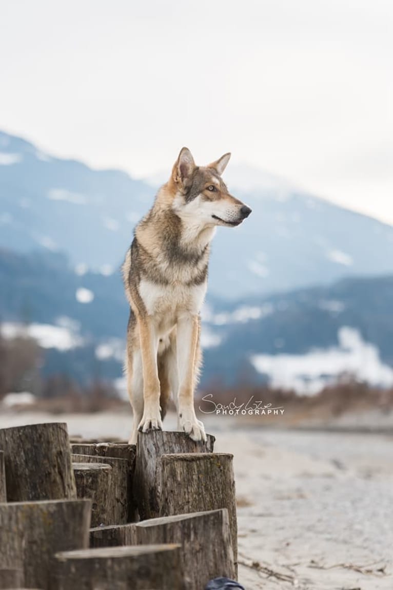 Giro, a Saarloos Wolfdog tested with EmbarkVet.com