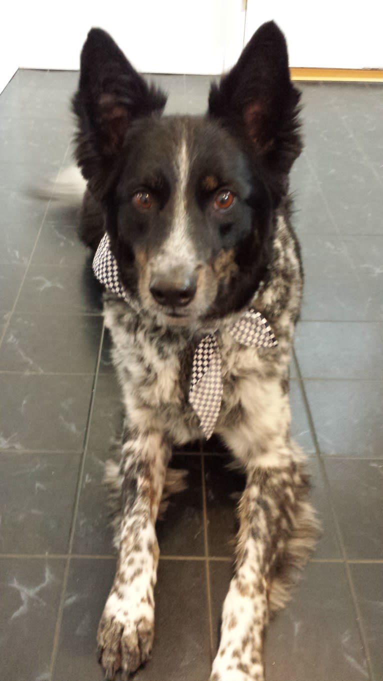 Buster, an Australian Cattle Dog and Border Collie mix tested with EmbarkVet.com