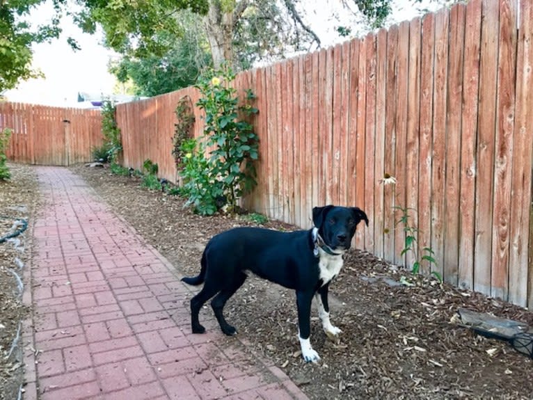 Ralph, an Australian Cattle Dog and American Pit Bull Terrier mix tested with EmbarkVet.com