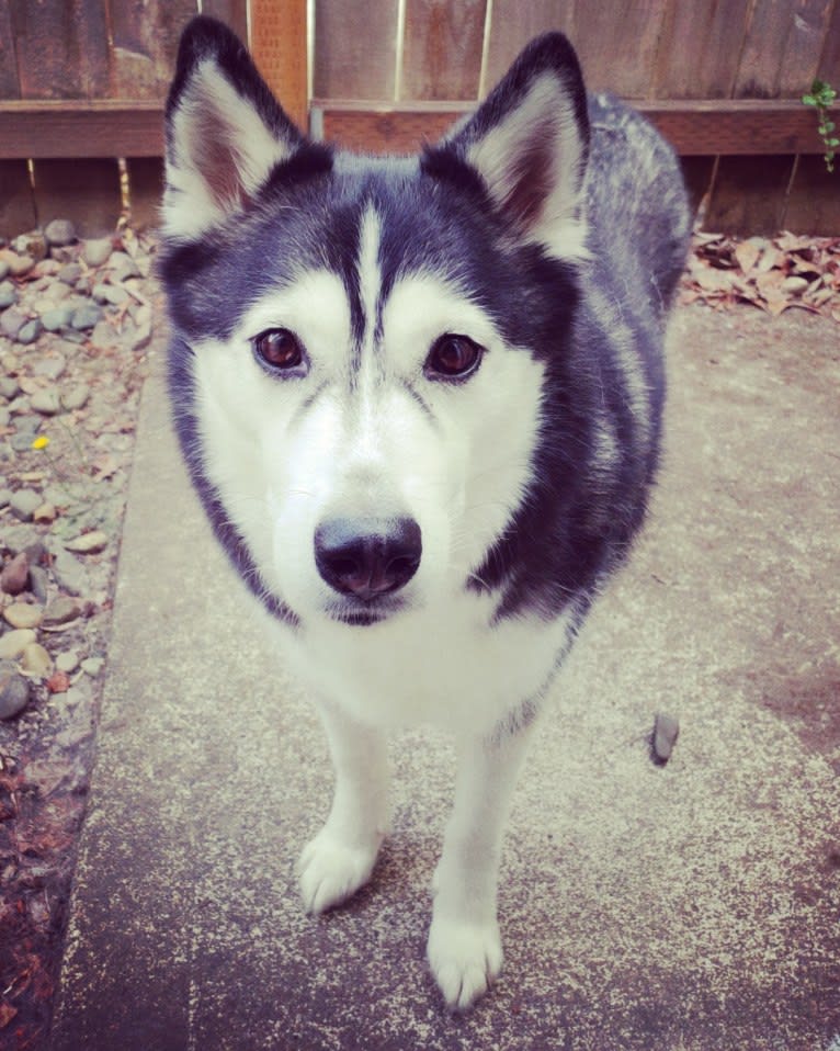 Naga, a Siberian Husky tested with EmbarkVet.com