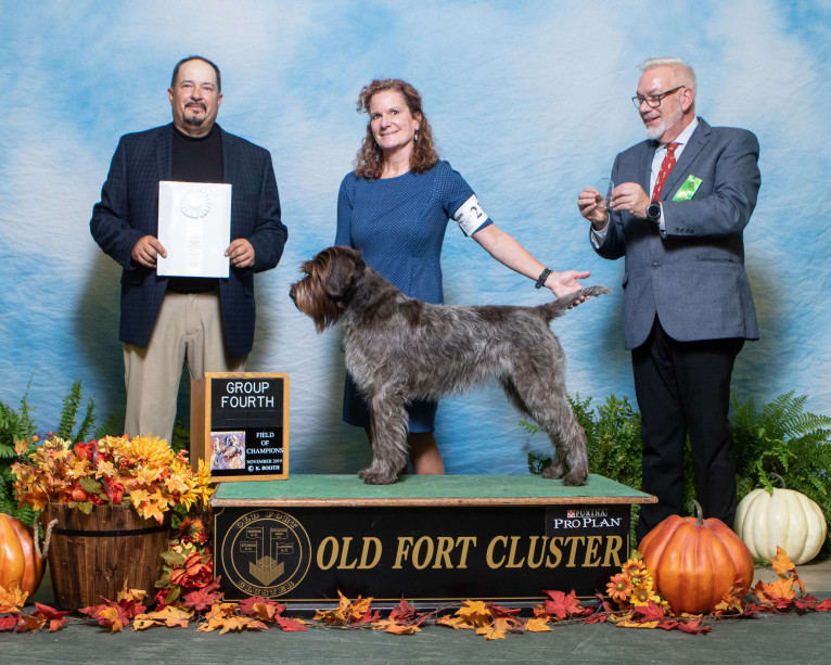 Moxie, a Wirehaired Pointing Griffon tested with EmbarkVet.com