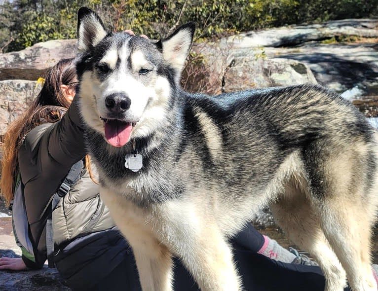 Teko, a Siberian Husky tested with EmbarkVet.com