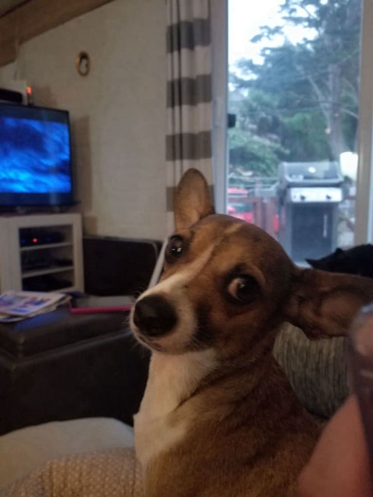 Dingo, a Chihuahua and Staffordshire Terrier mix tested with EmbarkVet.com