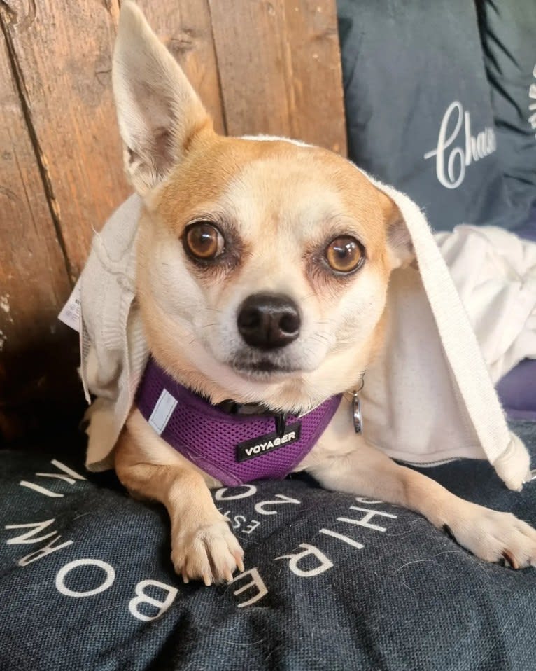 JOE, a Chihuahua and Yorkshire Terrier mix tested with EmbarkVet.com