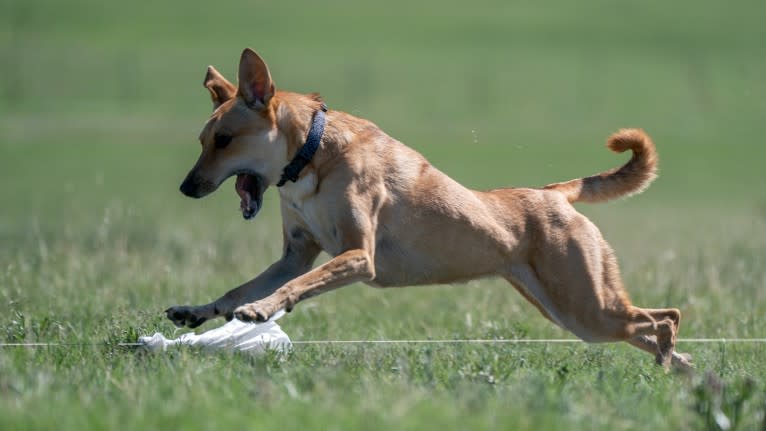 Lady Nala Bear BCF, a Carolina Dog tested with EmbarkVet.com