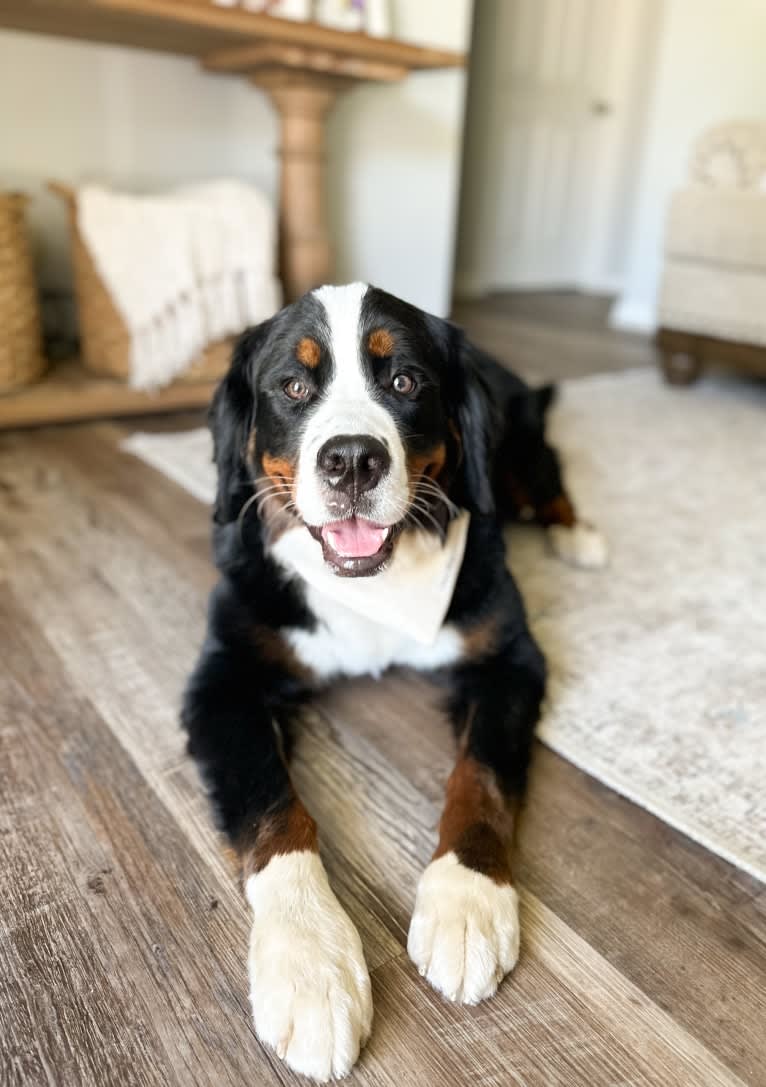 Raleigh, a Bernese Mountain Dog tested with EmbarkVet.com