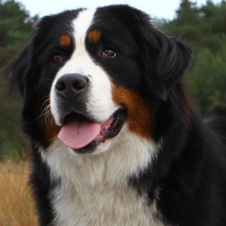 Lexi, a Bernese Mountain Dog tested with EmbarkVet.com