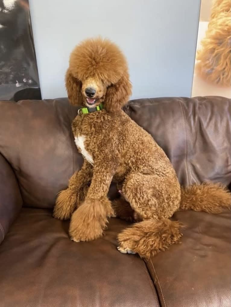 Captain Scooby Doo, a Poodle (Standard) tested with EmbarkVet.com