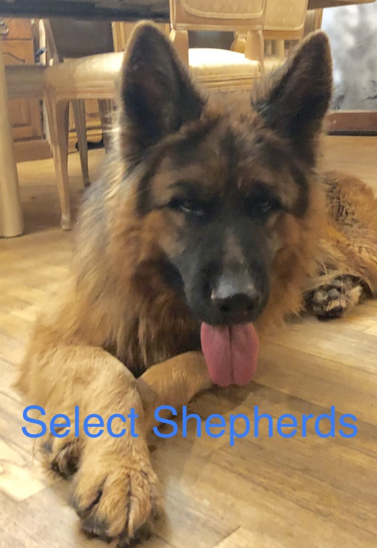 Pyro, a German Shepherd Dog tested with EmbarkVet.com