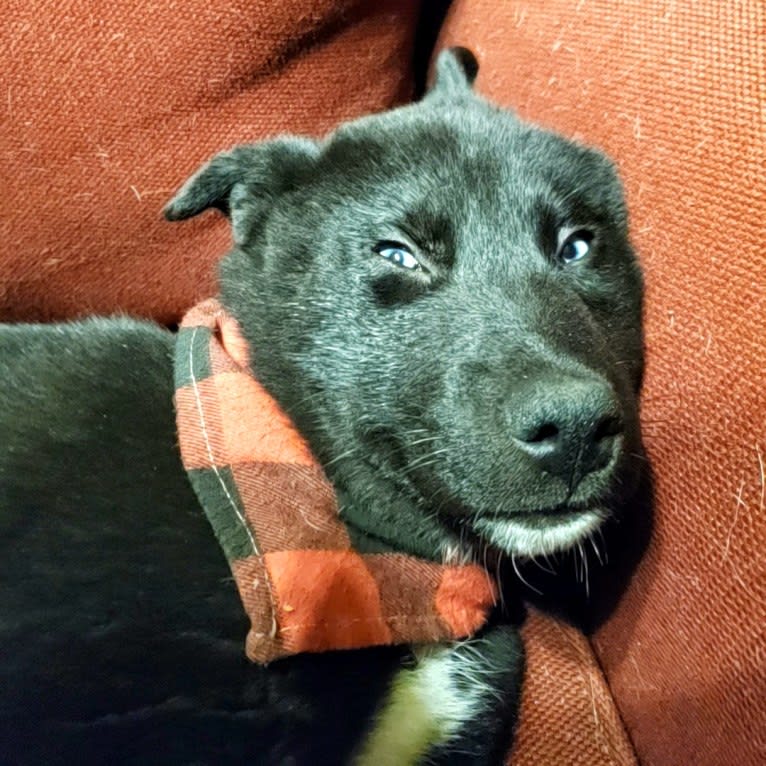 Loki, a Siberian Husky and American Pit Bull Terrier mix tested with EmbarkVet.com