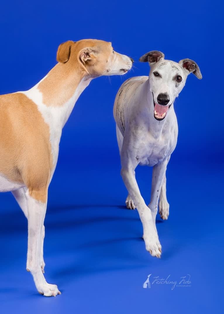 Jack, a Whippet tested with EmbarkVet.com