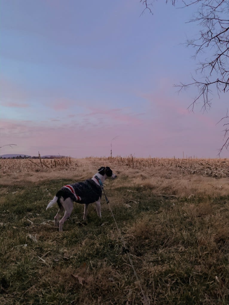 Badger, a Miniature Schnauzer and Chihuahua mix tested with EmbarkVet.com