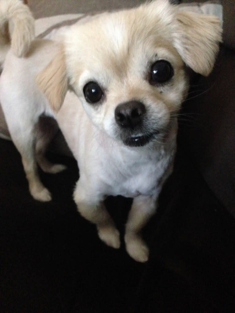 Loli, a Chihuahua and Pekingese mix tested with EmbarkVet.com