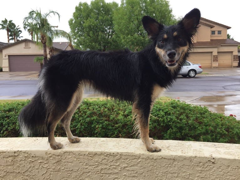 Luna, an Australian Cattle Dog and Chow Chow mix tested with EmbarkVet.com