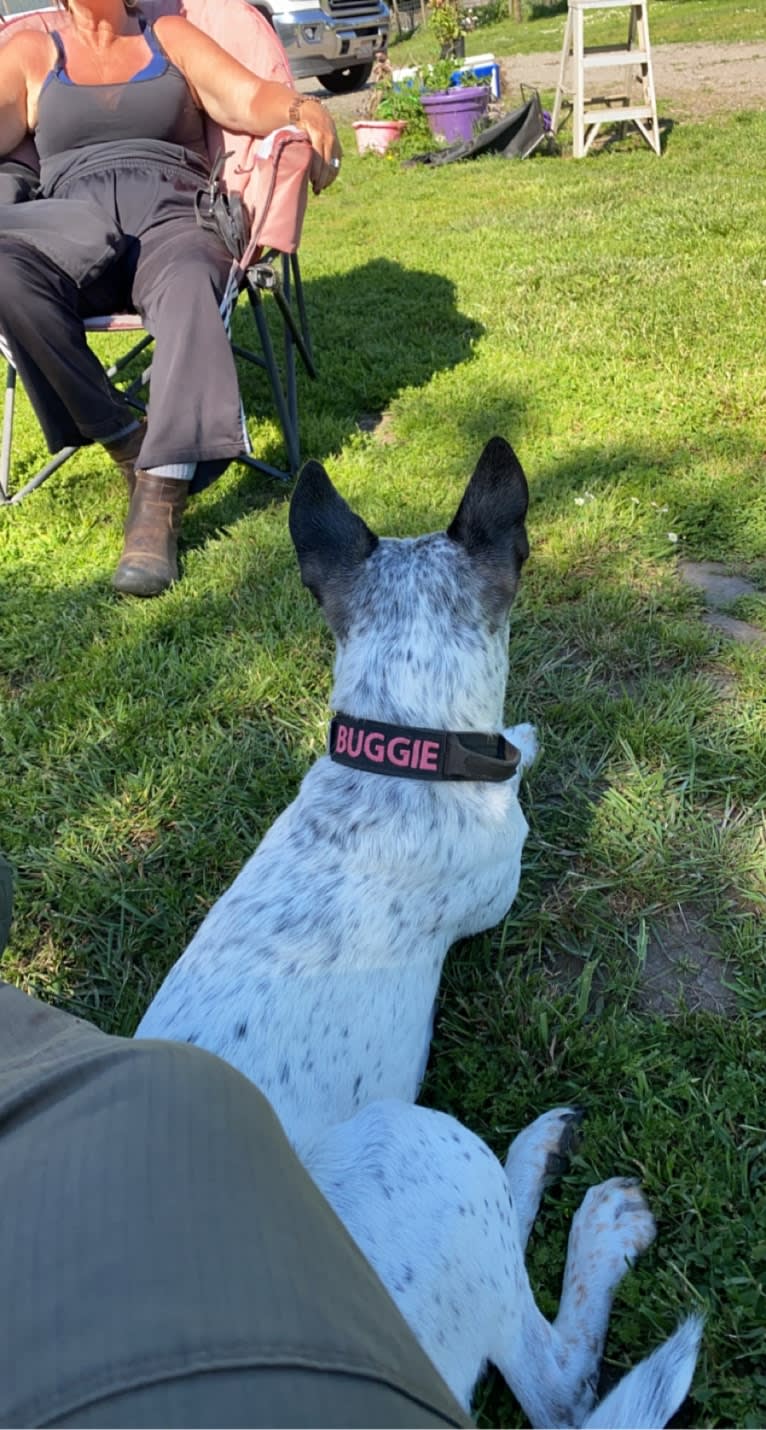 Buggie, an Australian Cattle Dog and American Pit Bull Terrier mix tested with EmbarkVet.com