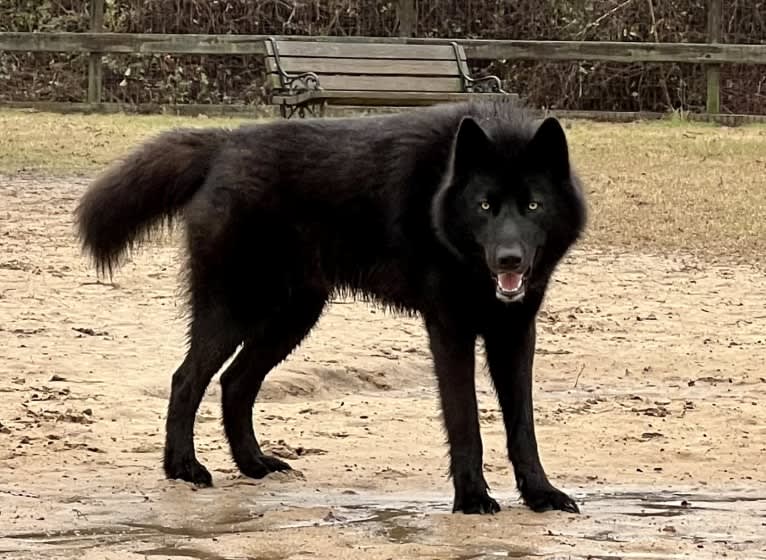 Nox a dog tested with EmbarkVet.com