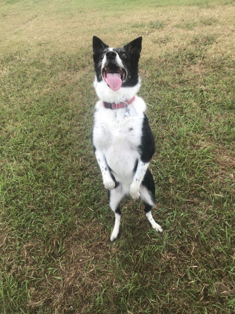 Maya, a Border Collie and Australian Cattle Dog mix tested with EmbarkVet.com