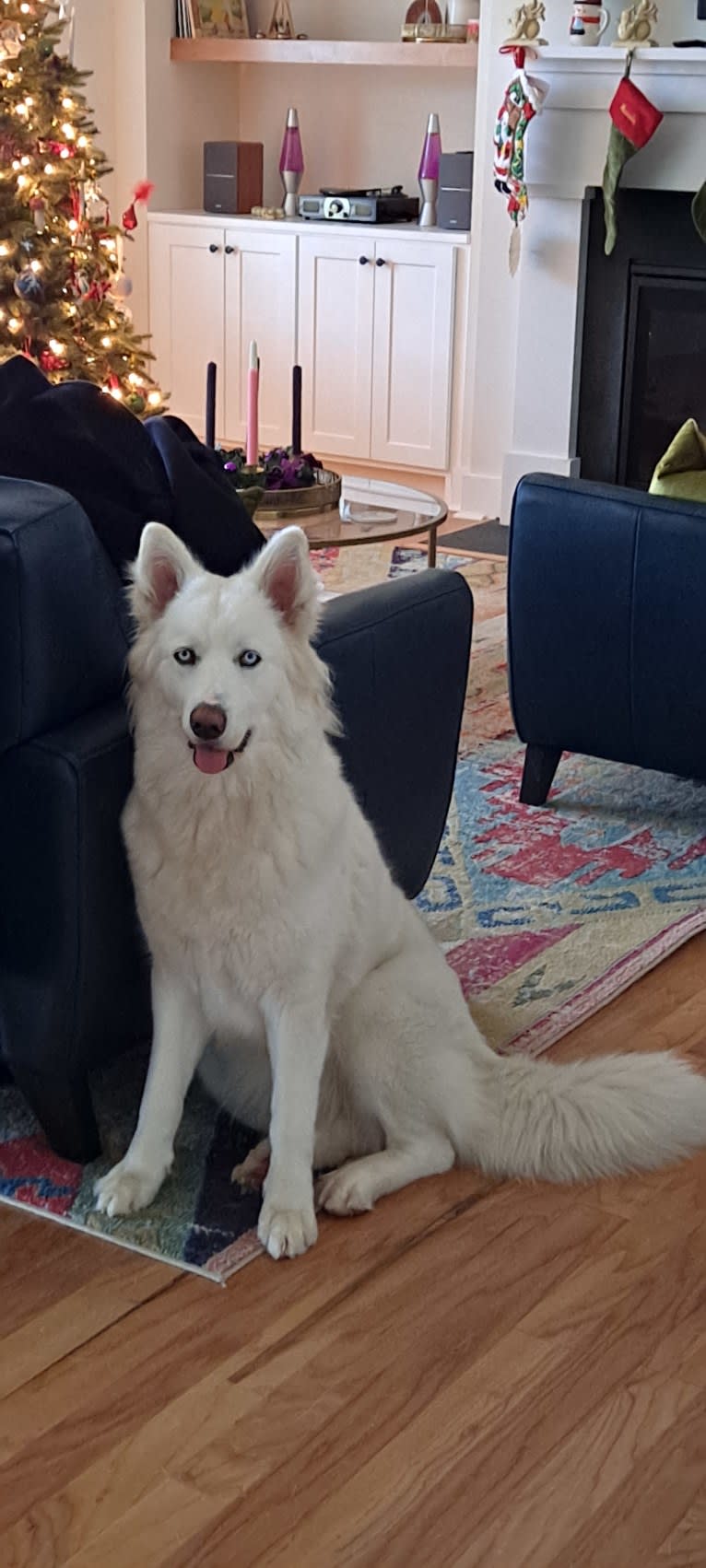 Dakota, a Siberian Husky and Alaskan Malamute mix tested with EmbarkVet.com