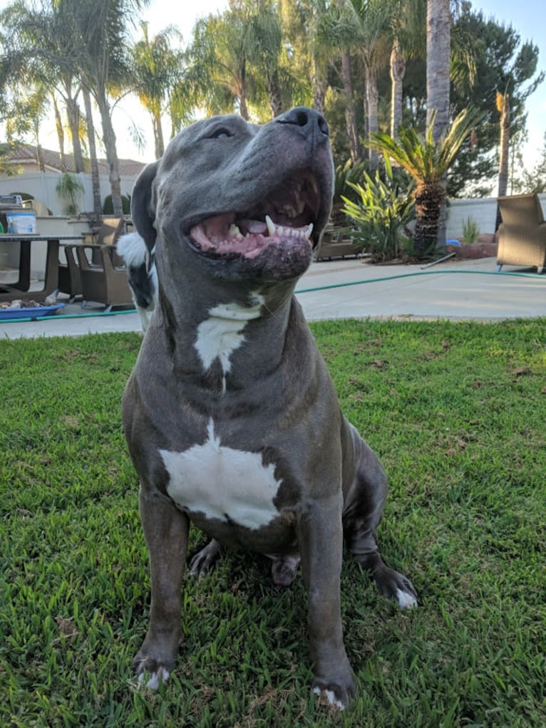 Left Brain, an American Bully and American Bulldog mix tested with EmbarkVet.com