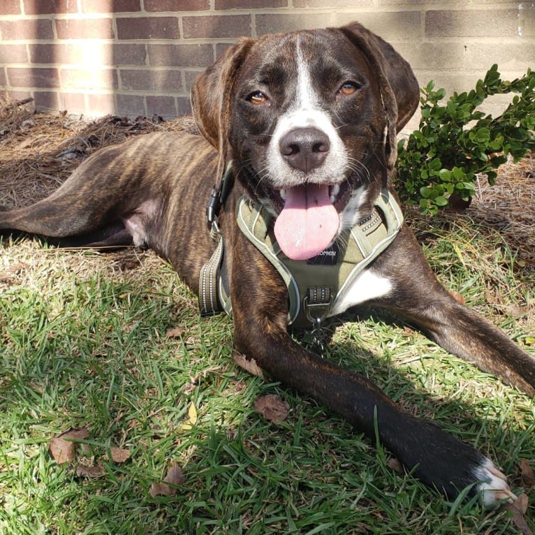 Banjo, an American Pit Bull Terrier and Plott mix tested with EmbarkVet.com