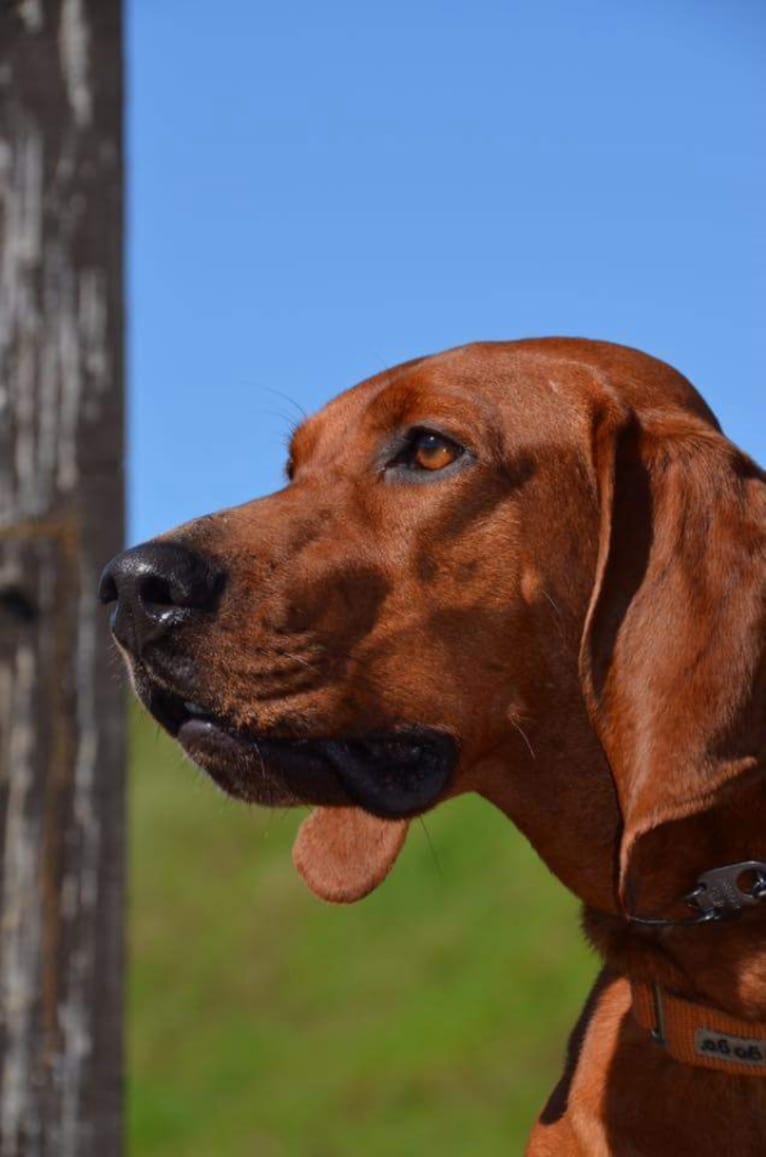 Austin, a Redbone Coonhound tested with EmbarkVet.com