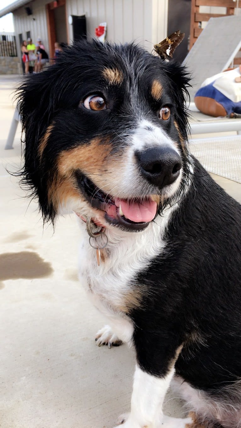 Scarlett, a Brittany and Australian Shepherd mix tested with EmbarkVet.com