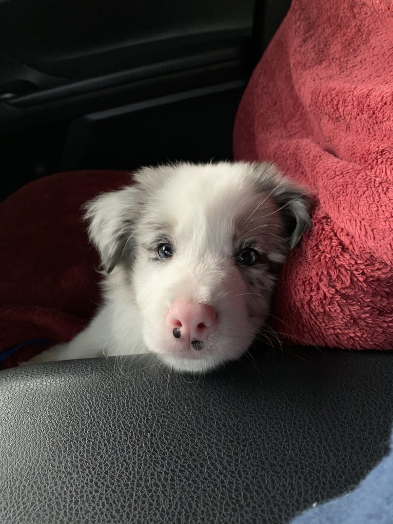 Ace, a Border Collie tested with EmbarkVet.com