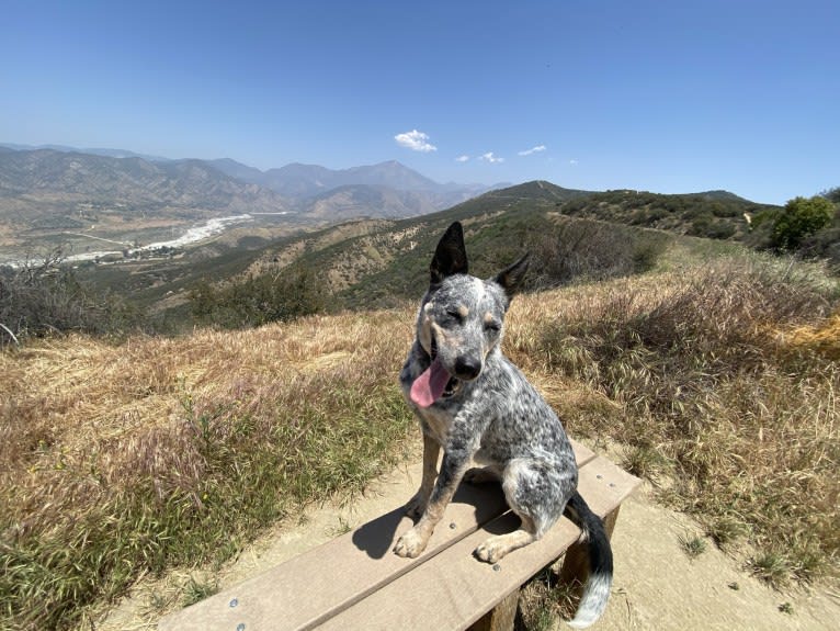 Kai, an Australian Cattle Dog tested with EmbarkVet.com