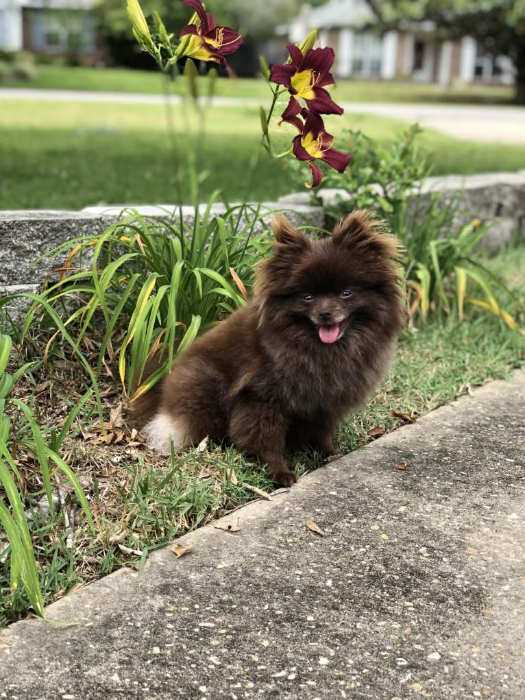 Egypt, a Pomeranian tested with EmbarkVet.com