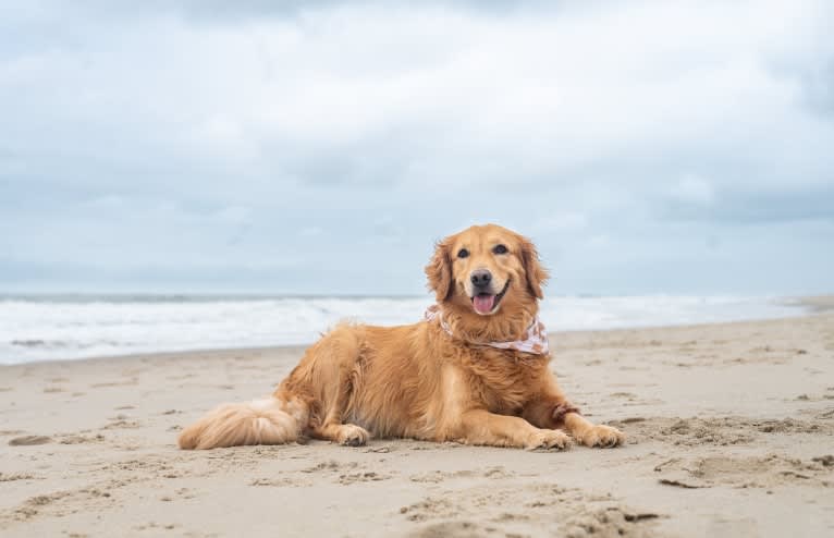 Marley, a Golden Retriever tested with EmbarkVet.com