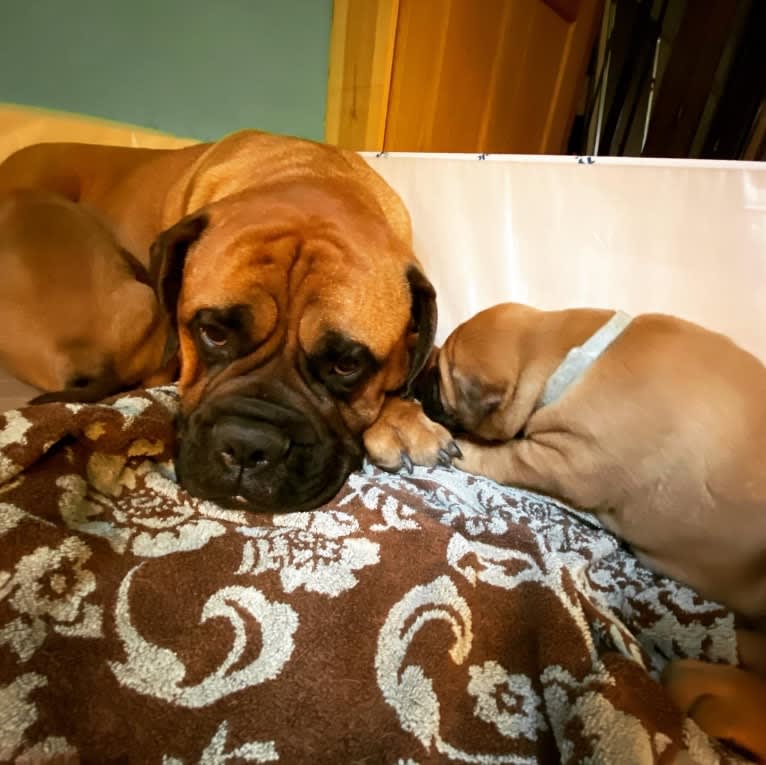 Indiana Jones, a Bullmastiff tested with EmbarkVet.com