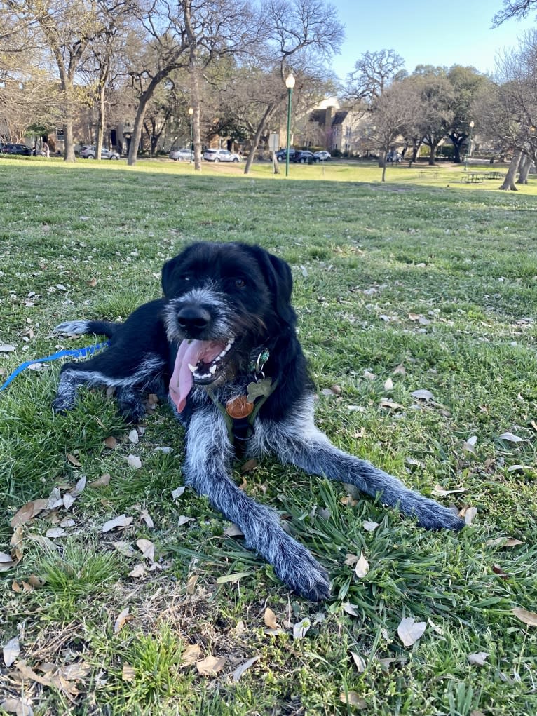 Teddy, a Wirehaired Pointing Griffon and Australian Cattle Dog mix tested with EmbarkVet.com