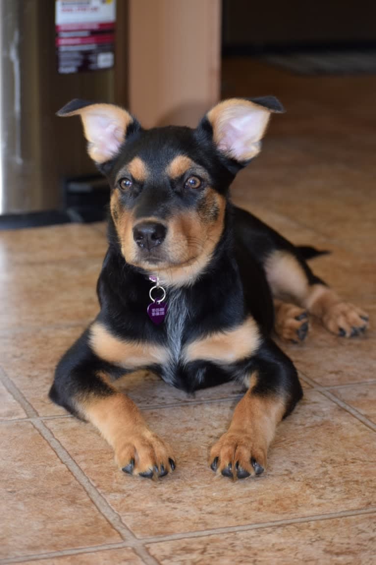 Luna, an Australian Cattle Dog and Labrador Retriever mix tested with EmbarkVet.com