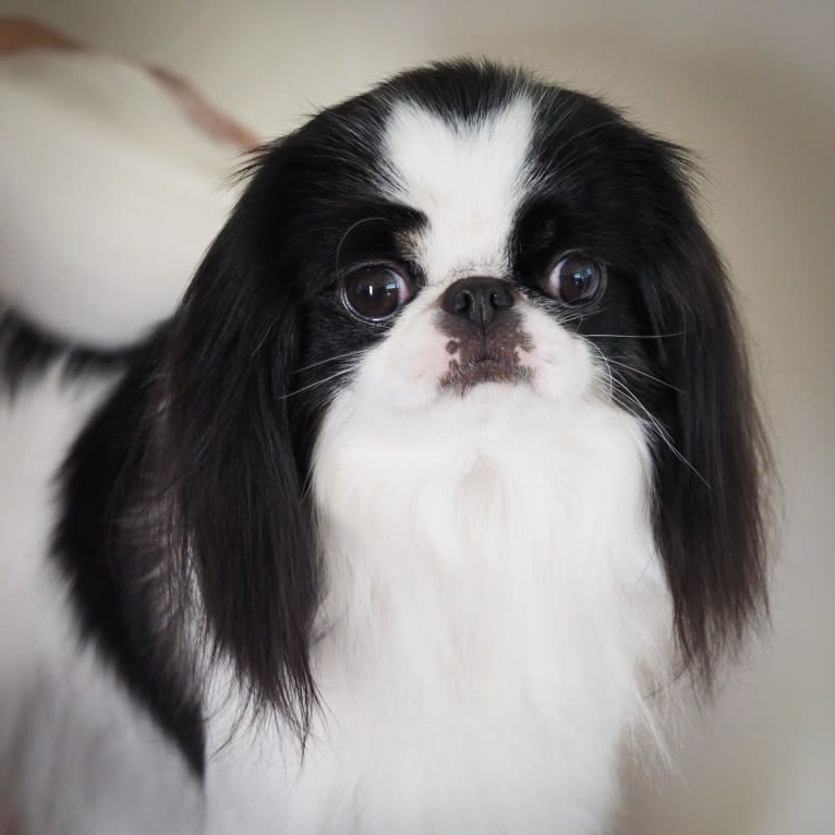 Michi, a Japanese Chin tested with EmbarkVet.com