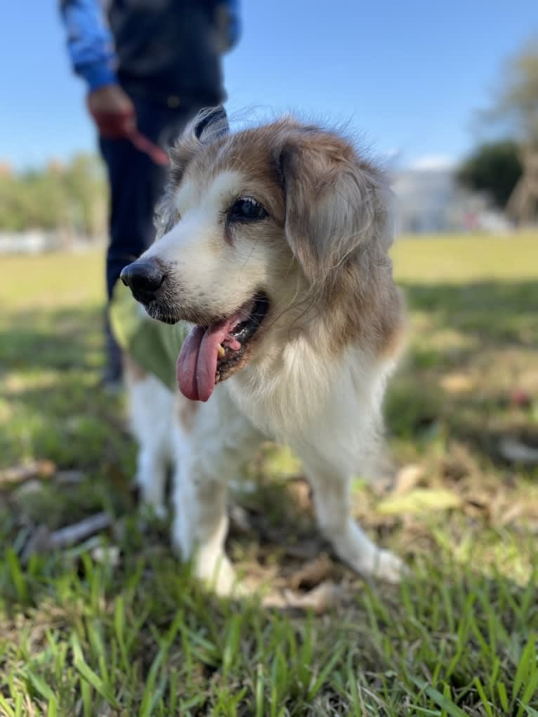 Captain, a Formosan Mountain Dog and Cocker Spaniel mix tested with EmbarkVet.com