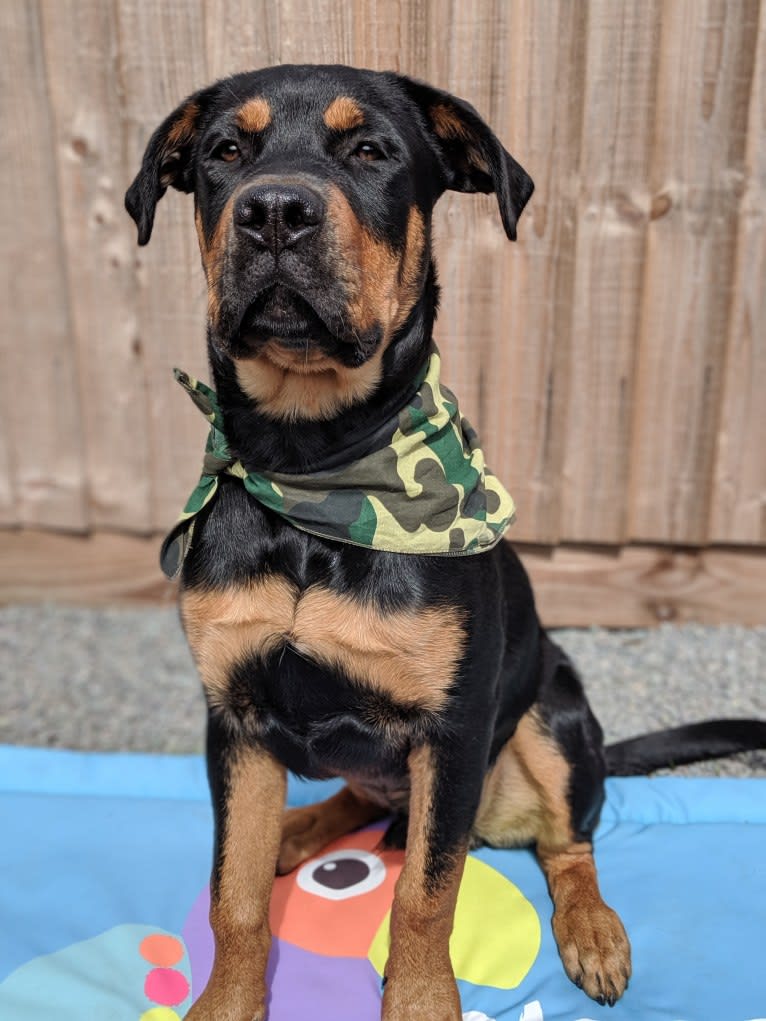 Regan, a Rottweiler and Bullmastiff mix tested with EmbarkVet.com