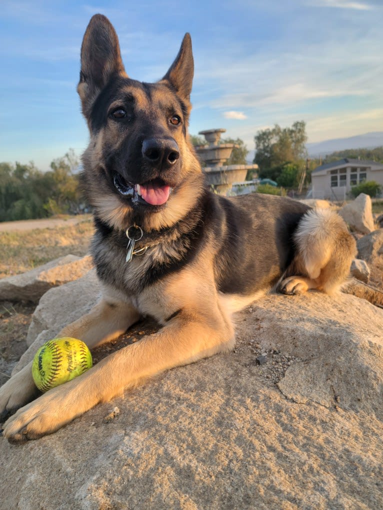 Hamlet, a German Shepherd Dog and Siberian Husky mix tested with EmbarkVet.com