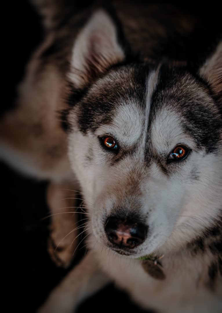 Apollo, a Samoyed and Siberian Husky mix tested with EmbarkVet.com