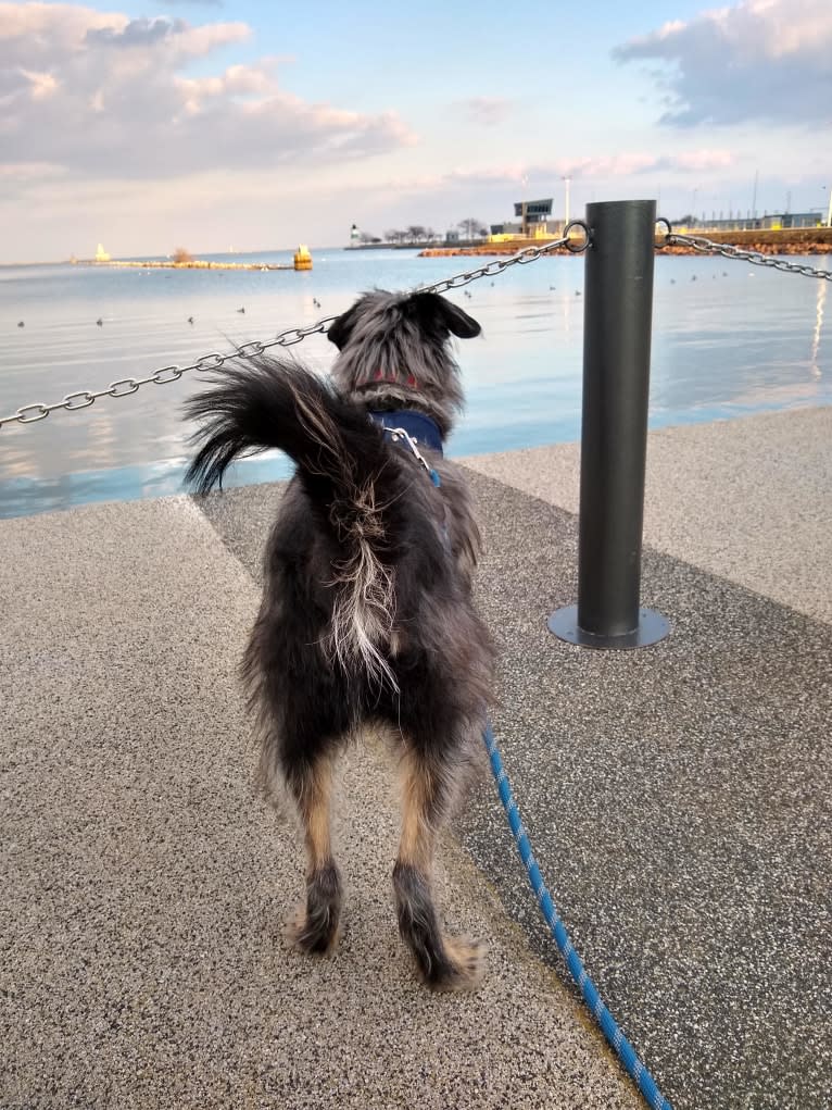 Nash, a German Shepherd Dog and Poodle (Small) mix tested with EmbarkVet.com