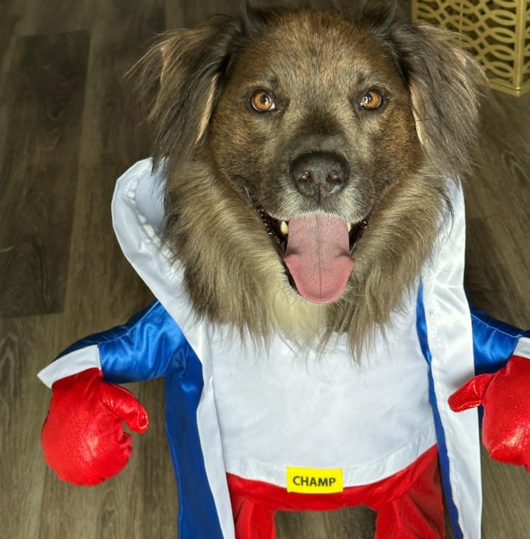 Beaux, an American Pit Bull Terrier and German Shepherd Dog mix tested with EmbarkVet.com