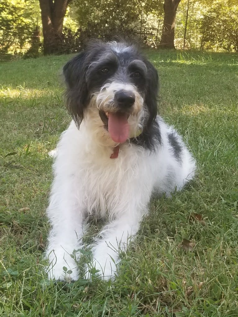 Raven, a German Shorthaired Pointer and Poodle (Standard) mix tested with EmbarkVet.com