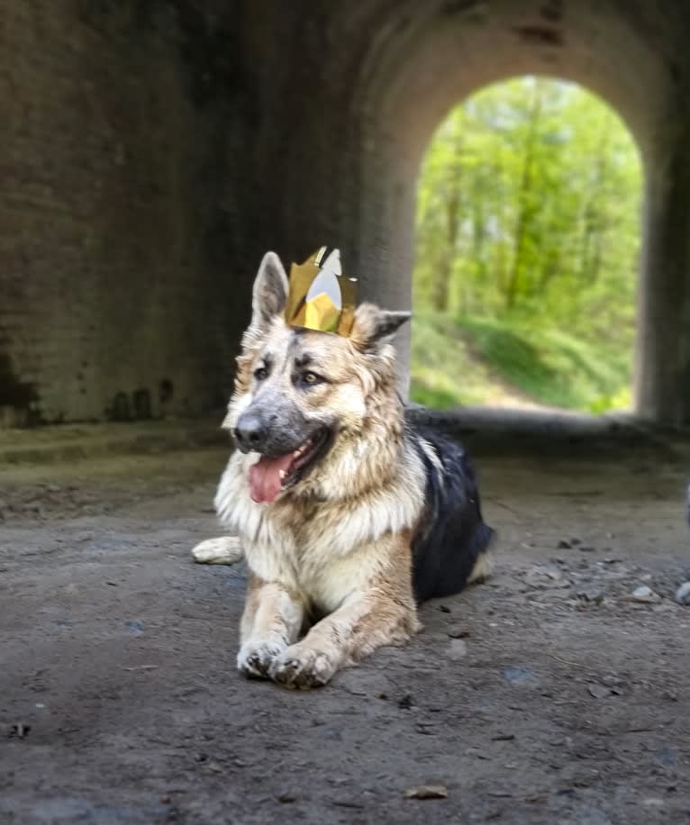 Scarlet, a German Shepherd Dog tested with EmbarkVet.com
