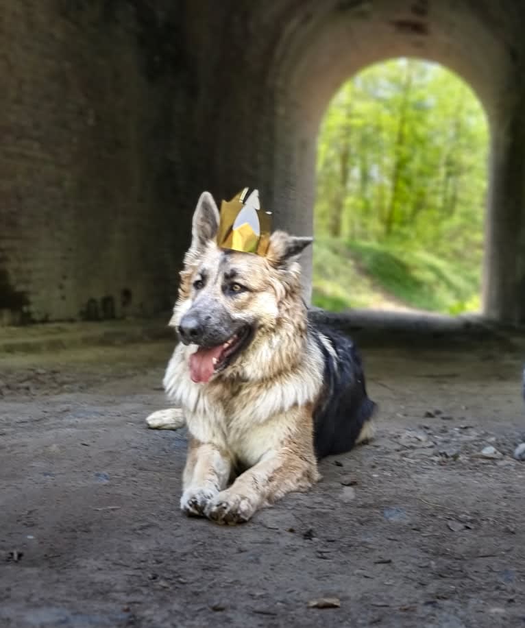 Scarlet, a German Shepherd Dog tested with EmbarkVet.com