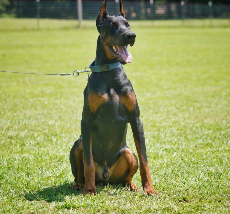 Duke, a Doberman Pinscher tested with EmbarkVet.com