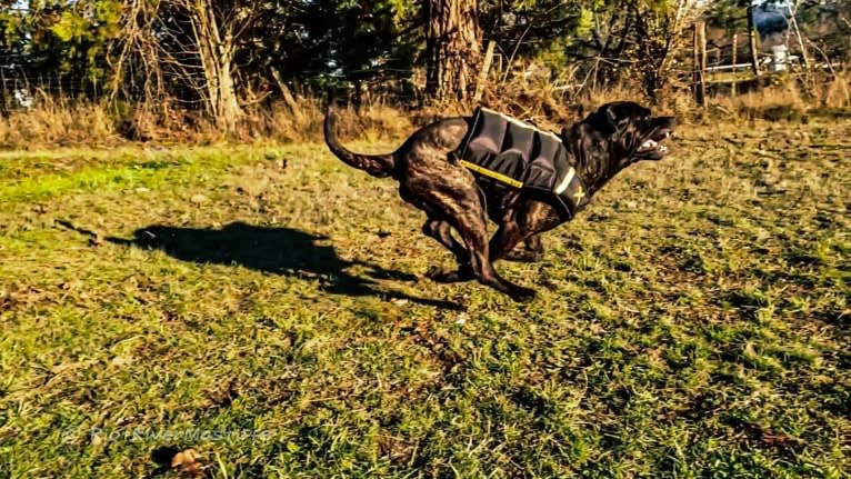 Trigger, a Mastiff and Cane Corso mix tested with EmbarkVet.com