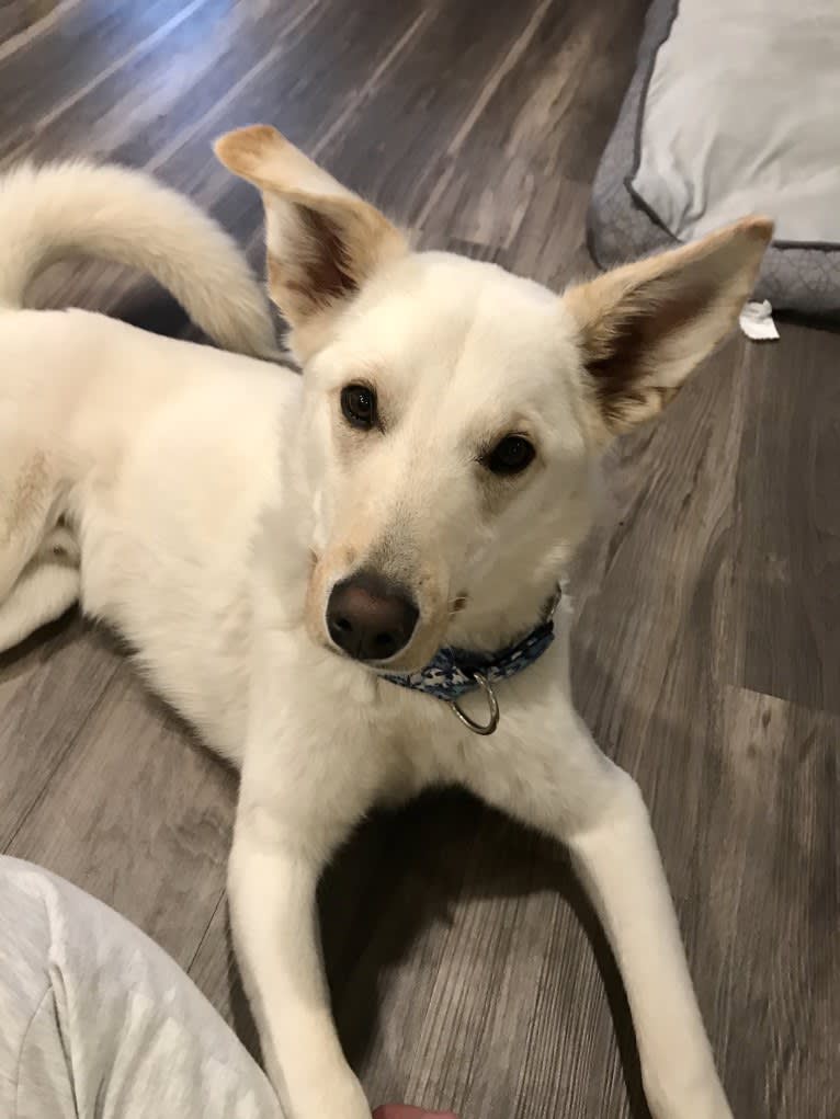 Chance, an American Eskimo Dog and Australian Cattle Dog mix tested with EmbarkVet.com
