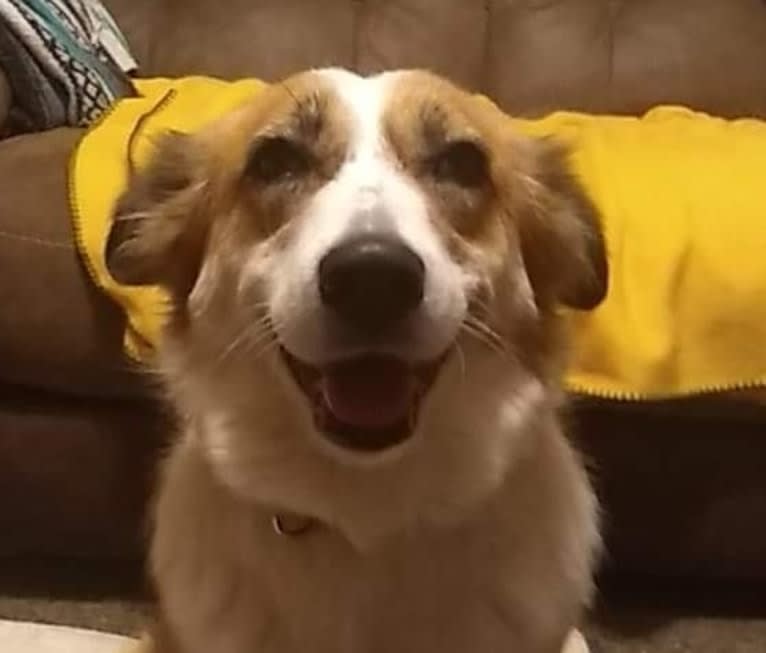 Joy, an Arabian Village Dog tested with EmbarkVet.com