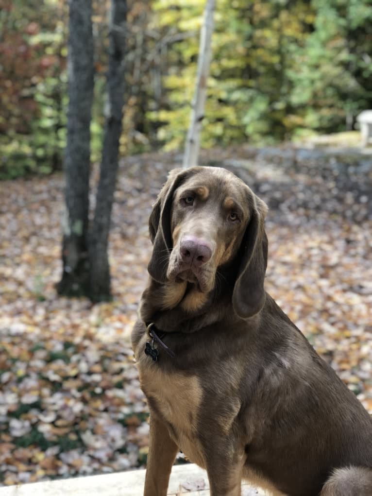 Abe, a Bloodhound and Labrador Retriever mix tested with EmbarkVet.com